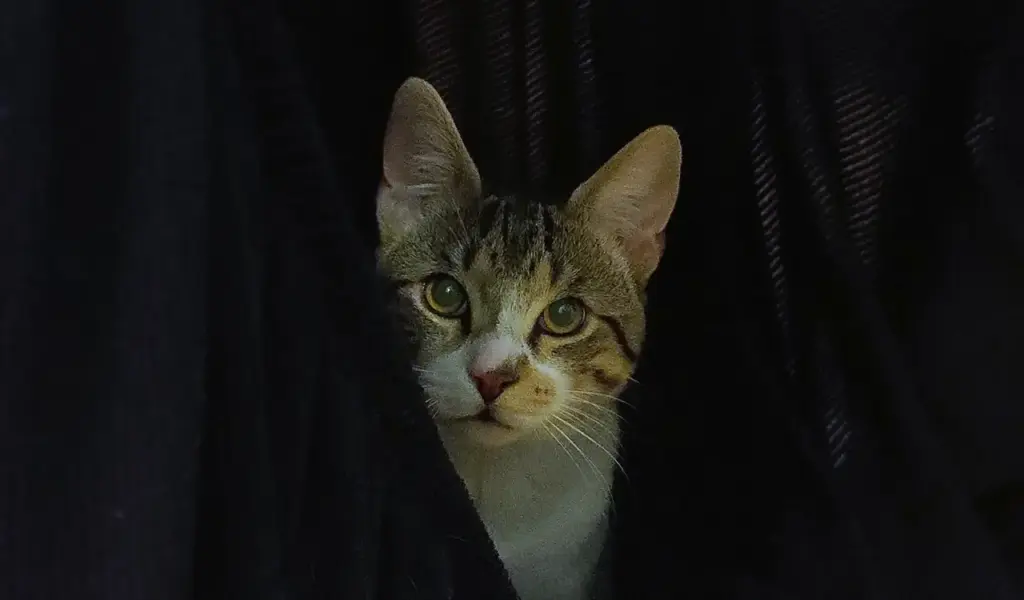 Robin, the one and Only