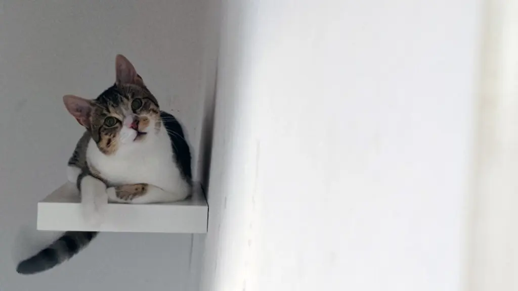 Robin, the one and Only